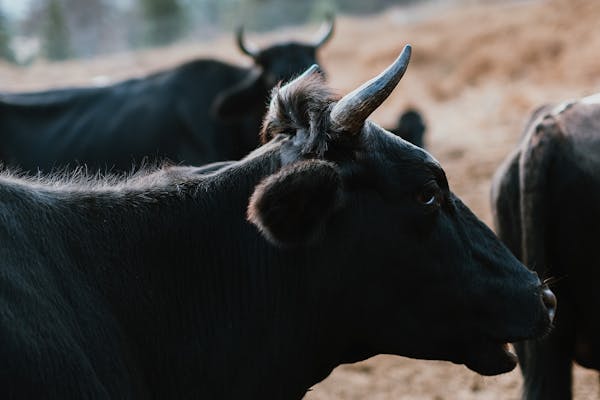 Black Angus Beef