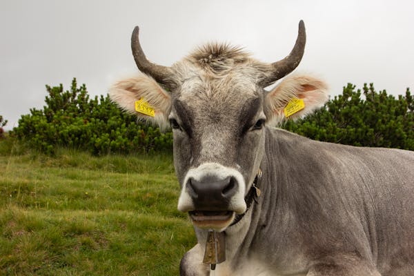 Belgian Blue Beef