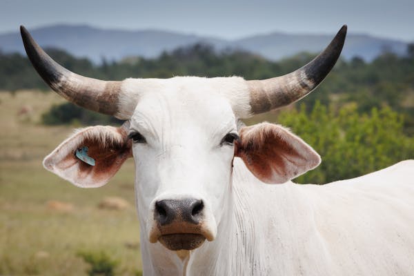 Charolais Beef