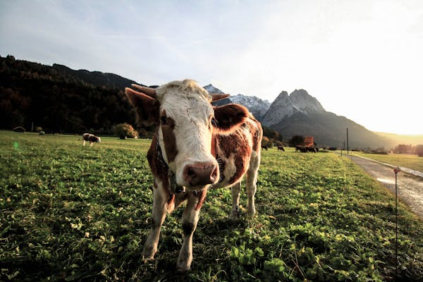 Simmental Beef