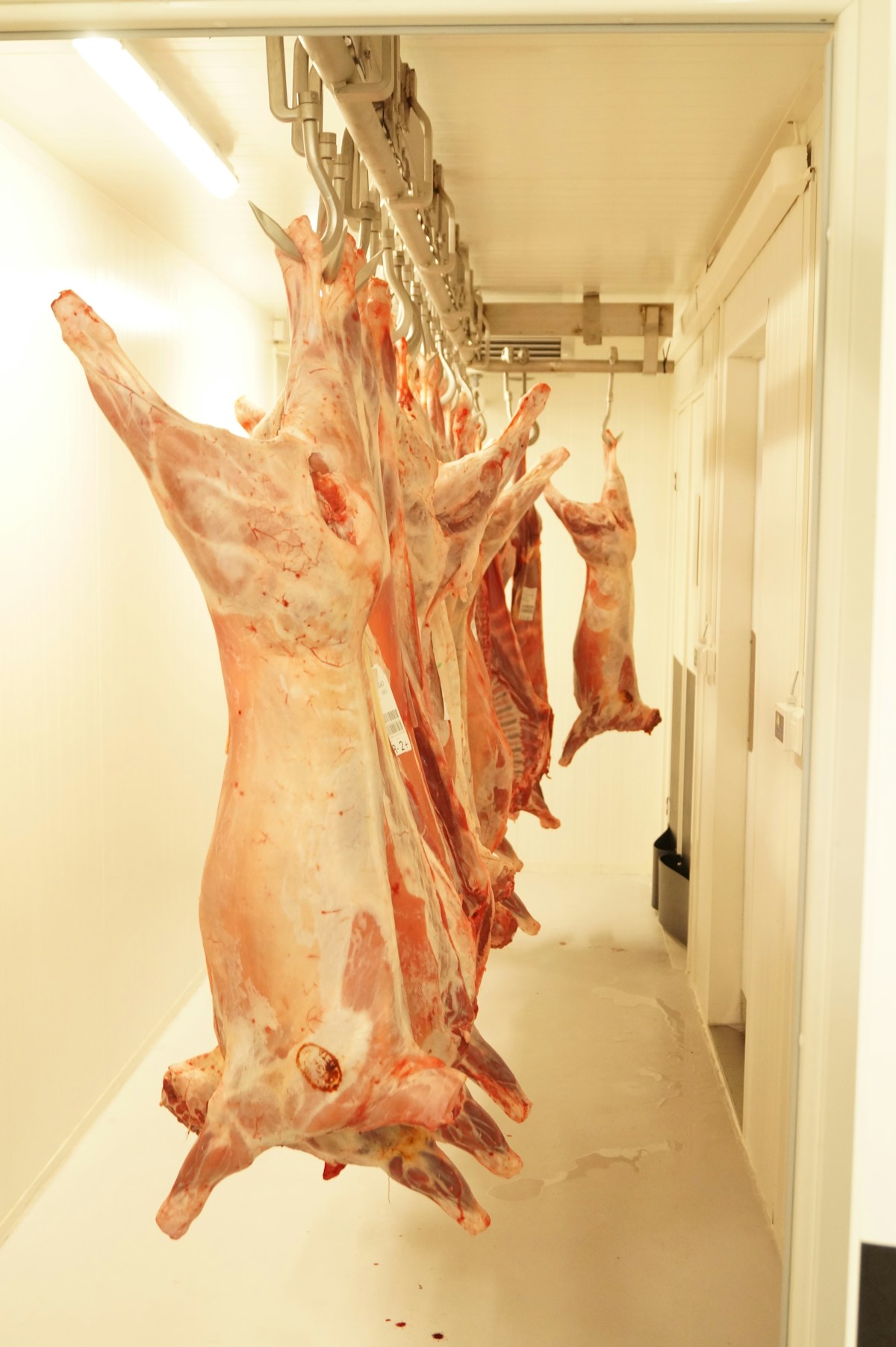 Whole Lamb Carcass