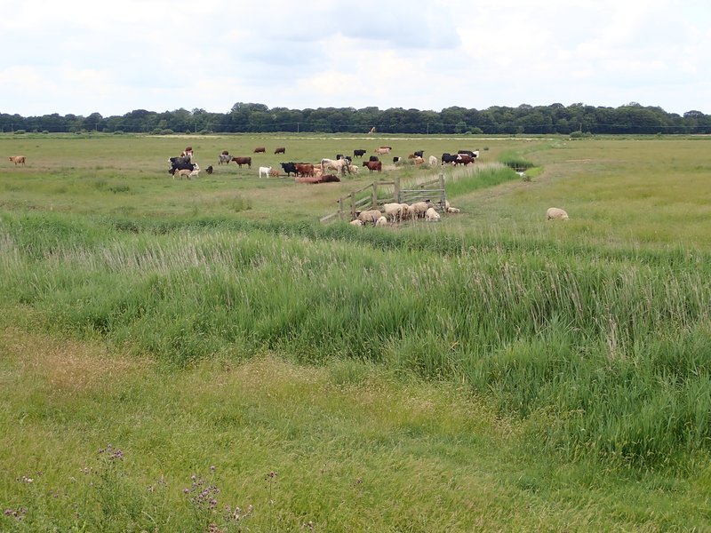 Breeding Stock