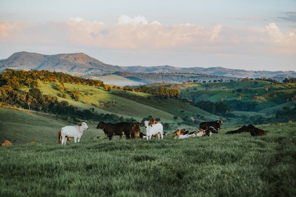 Live Cattle
