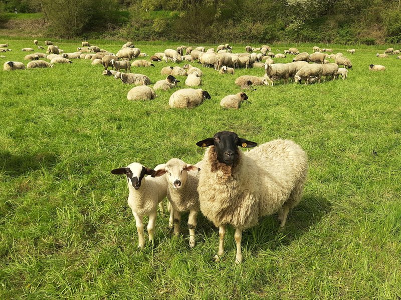 Lambs