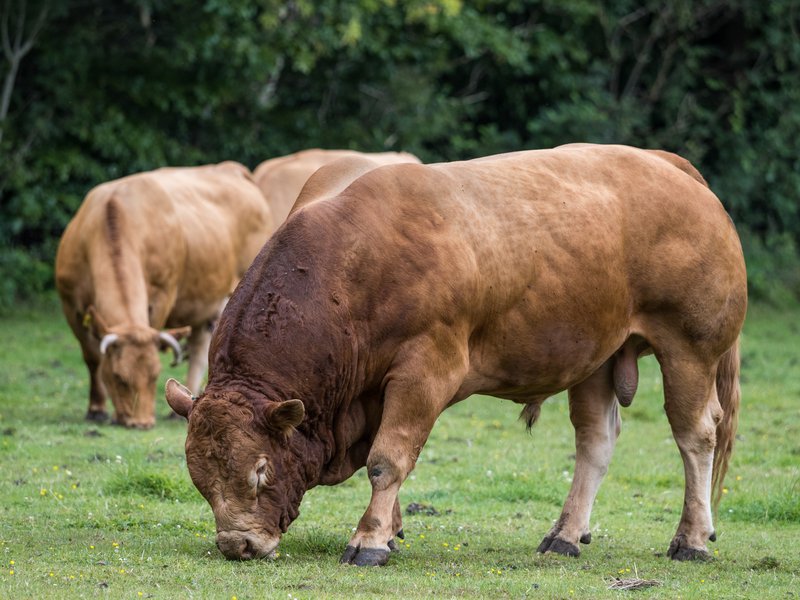 Limousin Bull