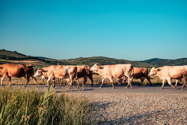 Livestock Transport