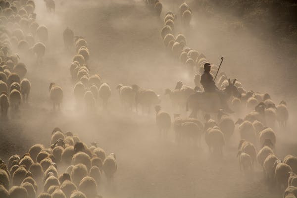 Live Sheep and Lambs