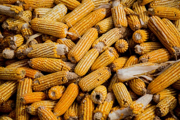 Corn Germ Oil