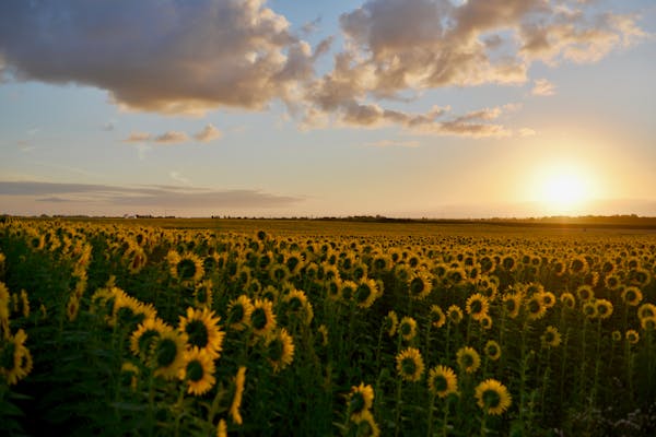 Unrefined Sunflower Oil