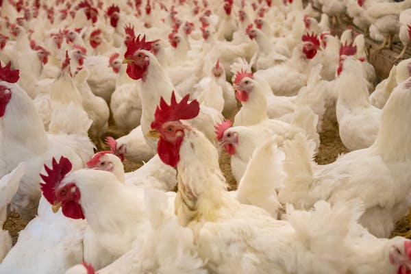 Broiler Chicken