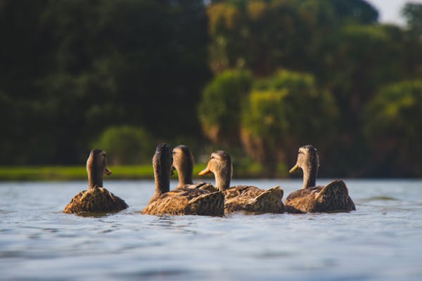 Duck