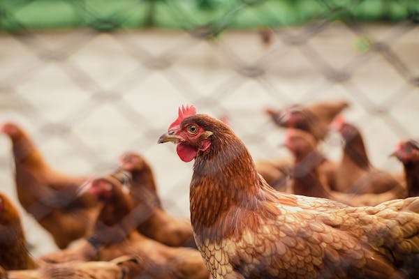 Free-Range Chicken
