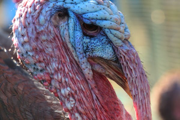 Turkey