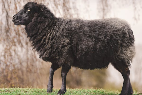 Karakul Sheep