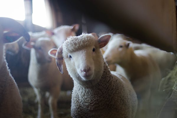 Lacaune Sheep