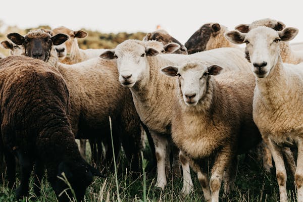 Merino Sheep