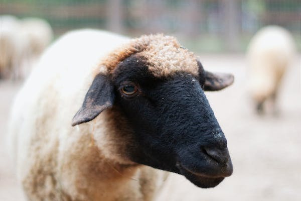 Suffolk Sheep