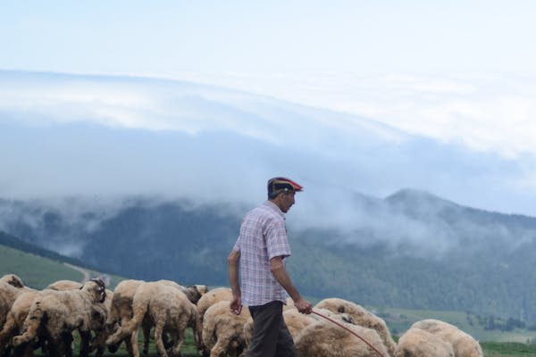 Turcana Sheep