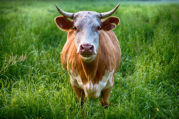 Breed Calf Veal