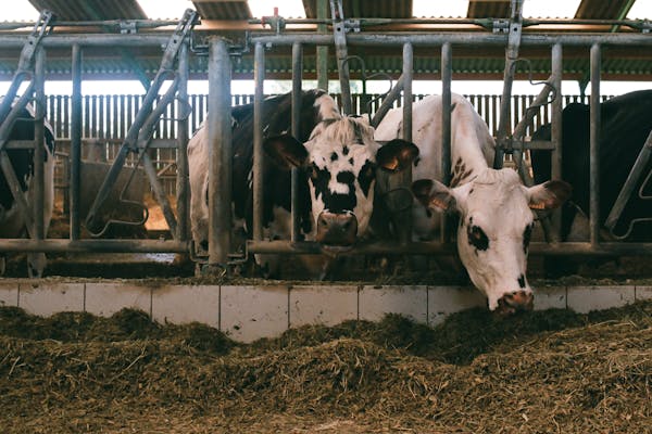 Grain-Fed Veal