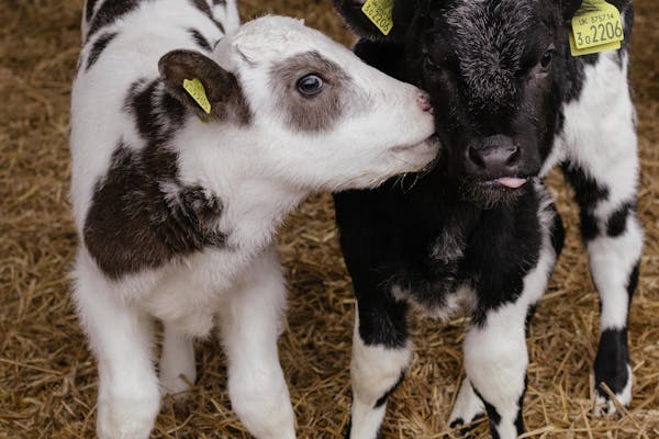 Milk-Fed Veal