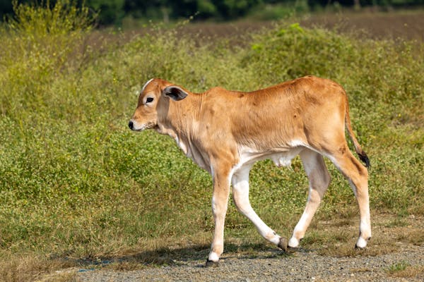 Rose Veal
